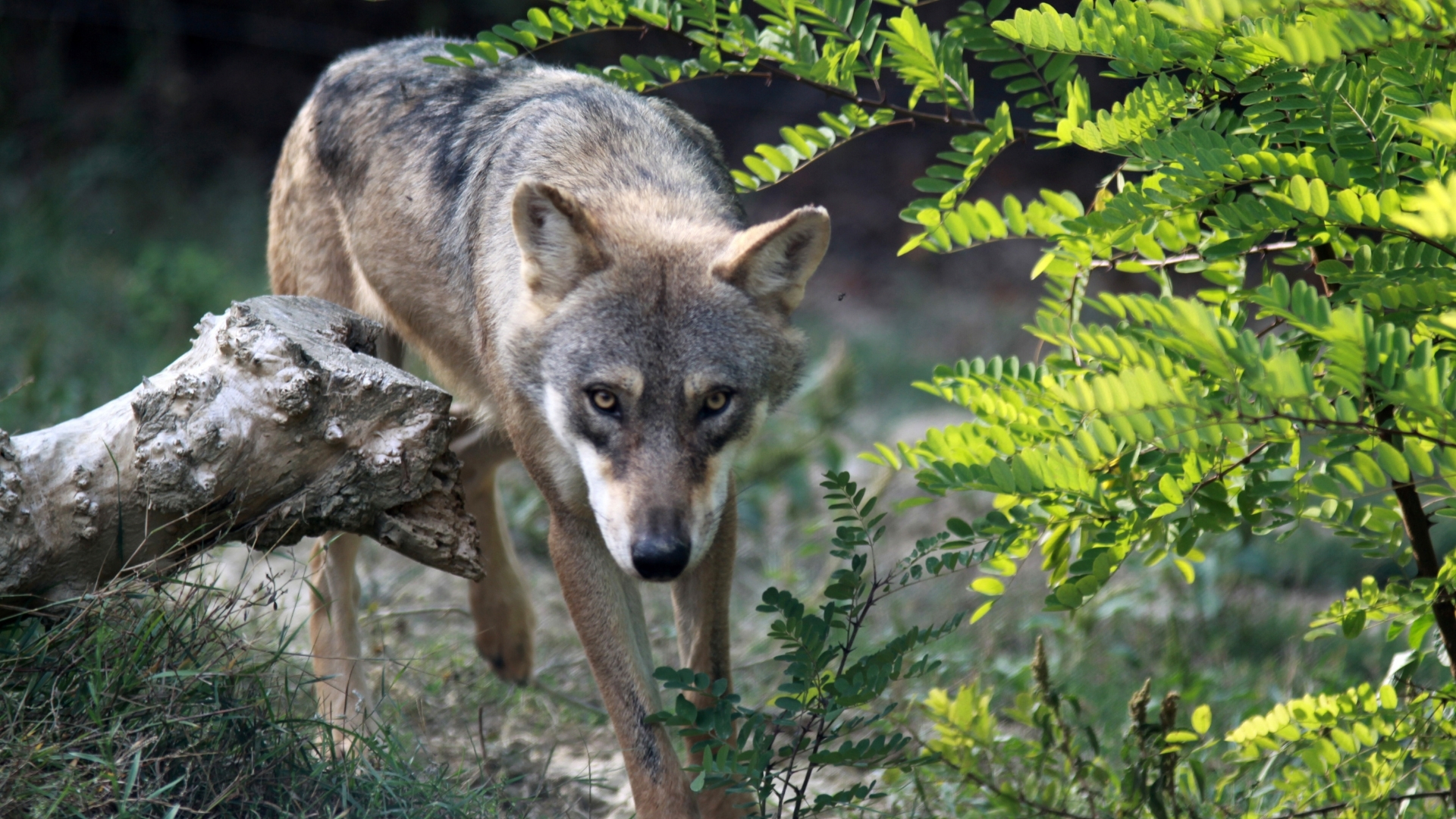 loup européen.jpg